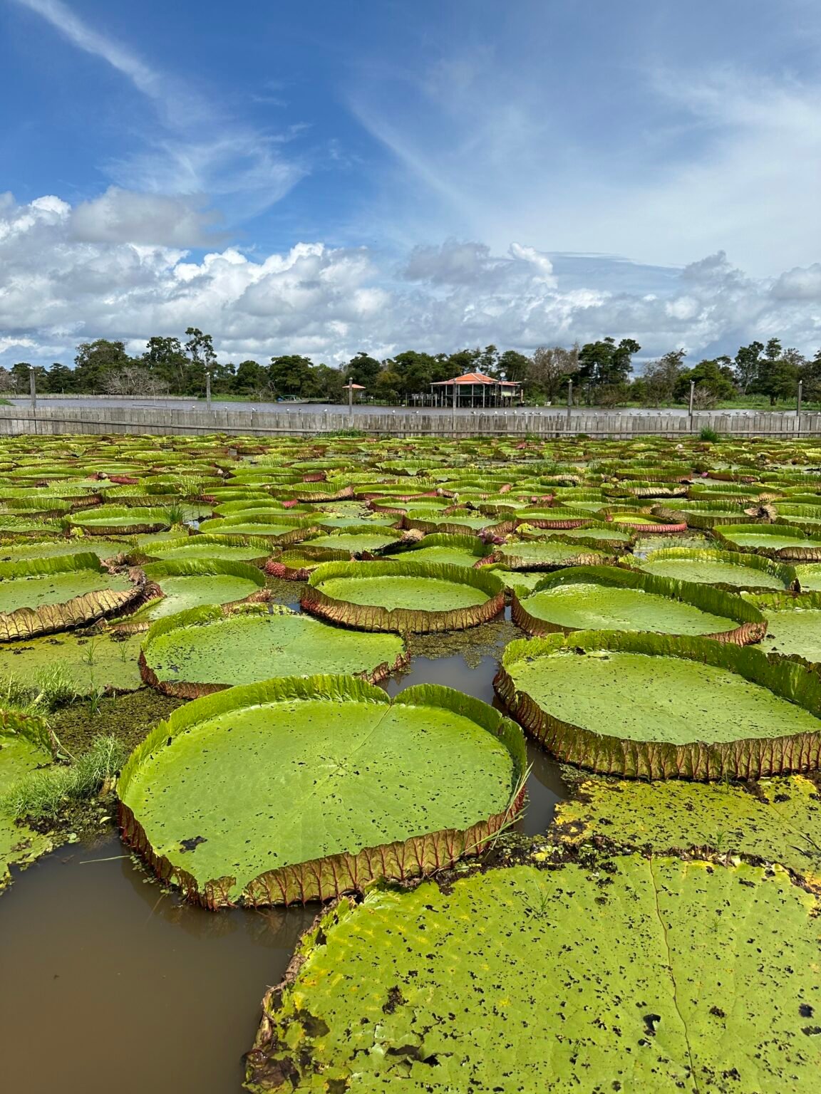 VITORIAS REGIA - CONHEÇA ALTER DO CHÃO NA POUSADA CASA DO RIO AMBAR-7